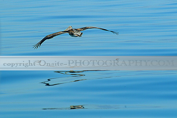 Pelican Near Long Beach Harbor - 4505