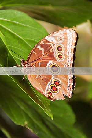 Butterfly 6004