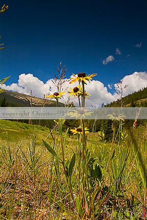 Wild Flowers 3542