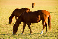 Horses 4510