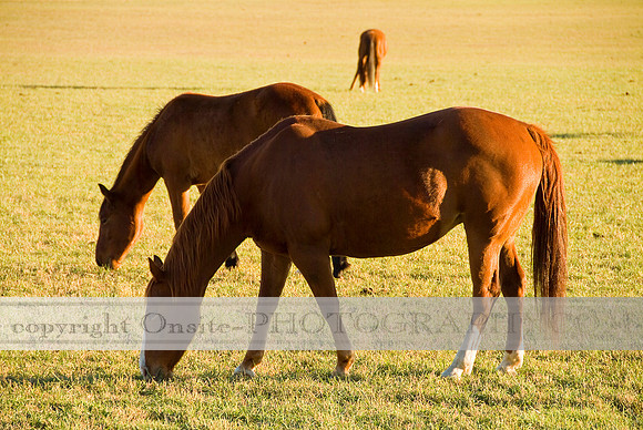 Horses 4510