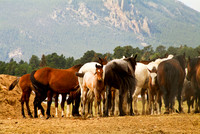 Wild & not so Wild Animals
