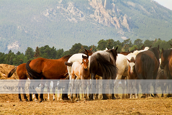 Horses 4515