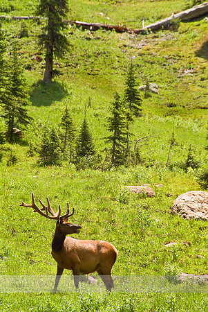 Rocky Mountain Nationl Park 3945
