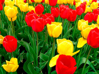 tulips 3502