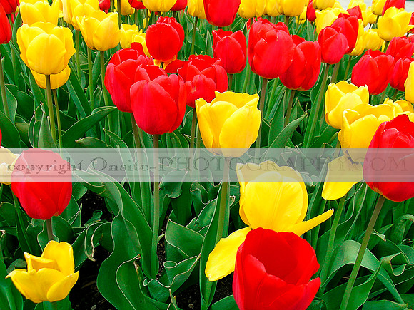 tulips 3502