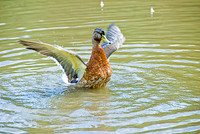 Ducks 4503