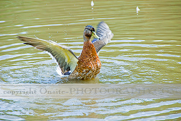 Ducks 4503