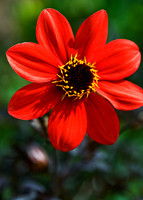Gerbera 3509