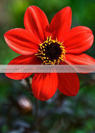 Gerbera 3509