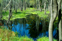 New Hampshire - Foliage 1605