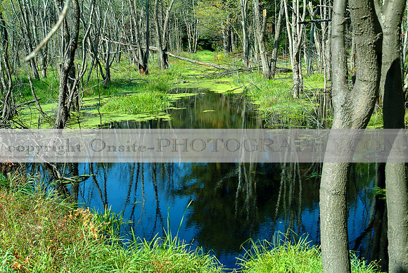 New Hampshire - Foliage 1605