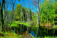 New Hampshire - Foliage 1607